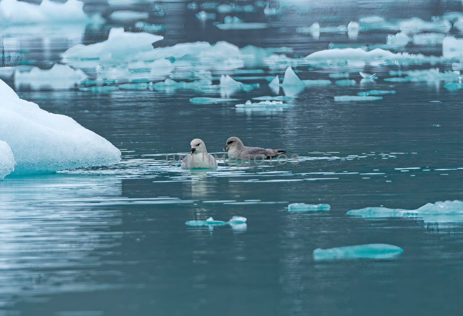 A Pair of Fulmars Swimming in Icy Waters in the Lilliehookfjorden in the Svalbard Islands in Norway