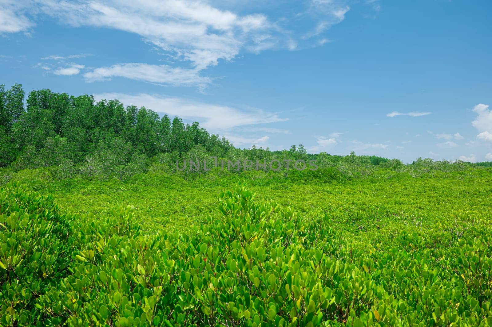 Group of tree background with sunny day blue sky white clouds, landscape nature green trees outdoor, ECO environment