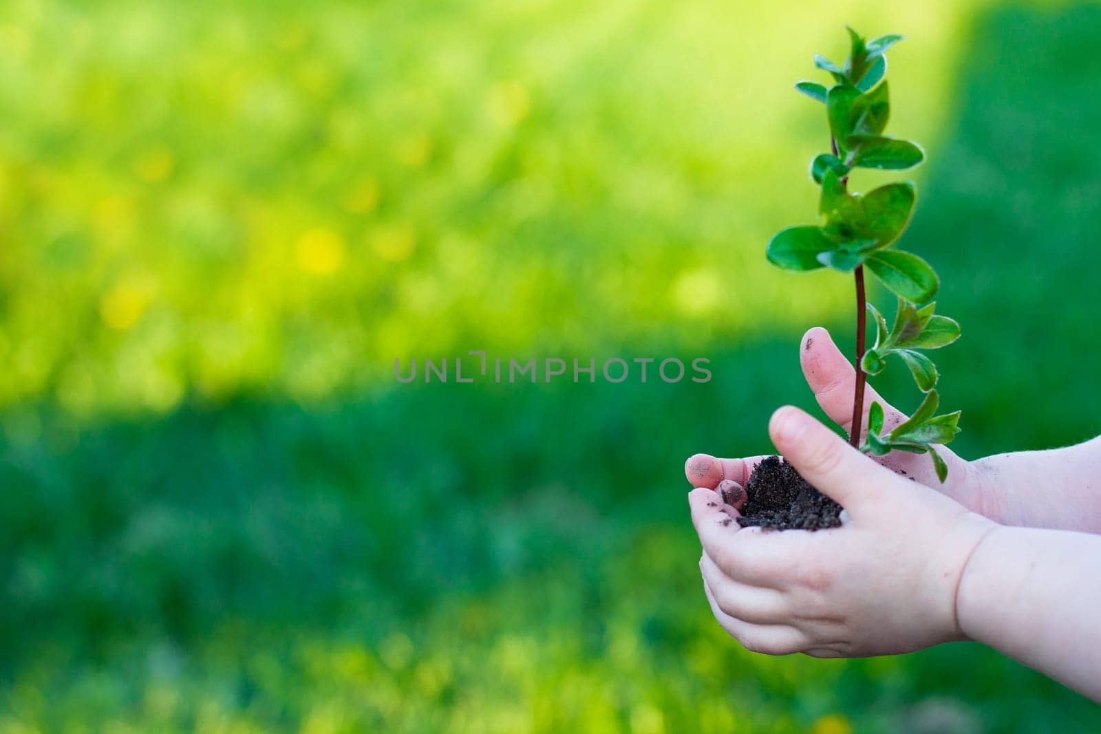 Earth Day. Sapling of a tree in a children's hands on a background of grass. Forest conservation concept. World Environment Day