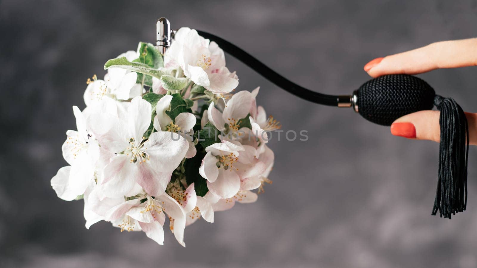 Bottle of eau de toilette or perfume made from apple blossom with long black tassel spray pomp and female finders soars in air on dark gray background. Banner