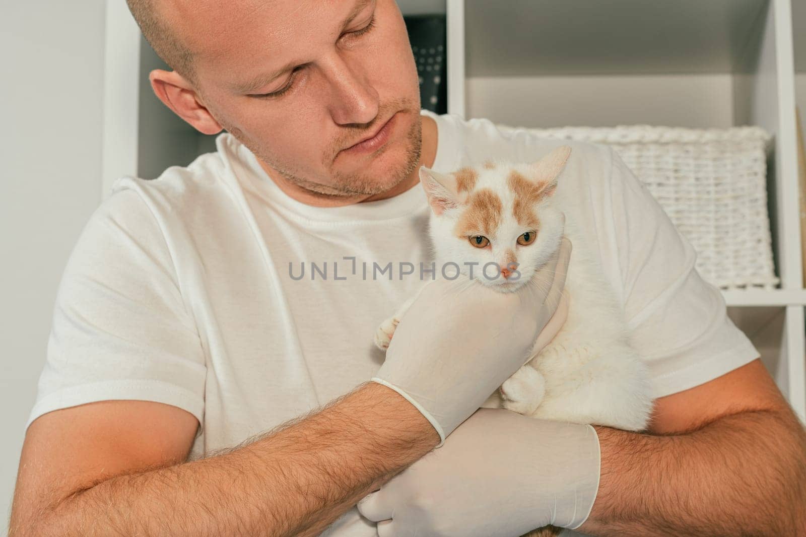 Male veterinarian in gloves and T-shirt holds white and ginger kitten in his arms for medical examination