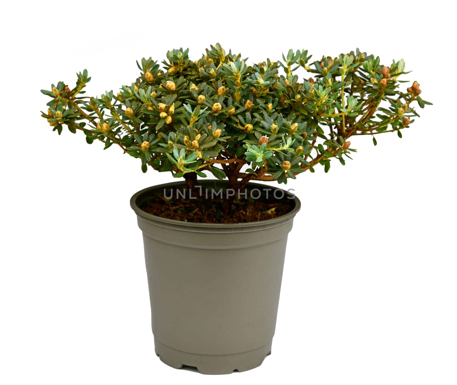 Rhododendron Impeditum