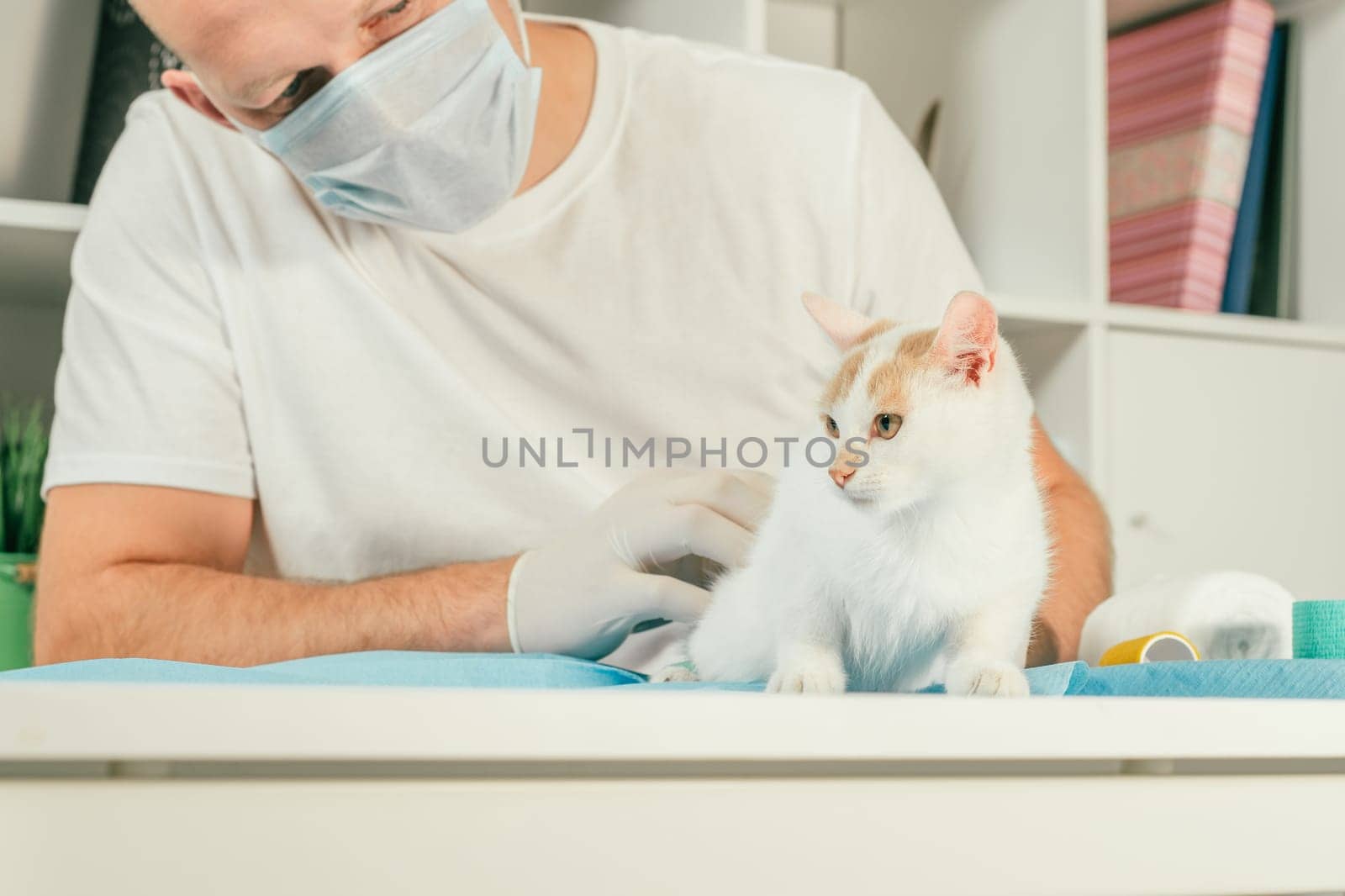 Male veterinarian in gloves and T-shirt holds white and ginger kitten and conducts medical examination on table