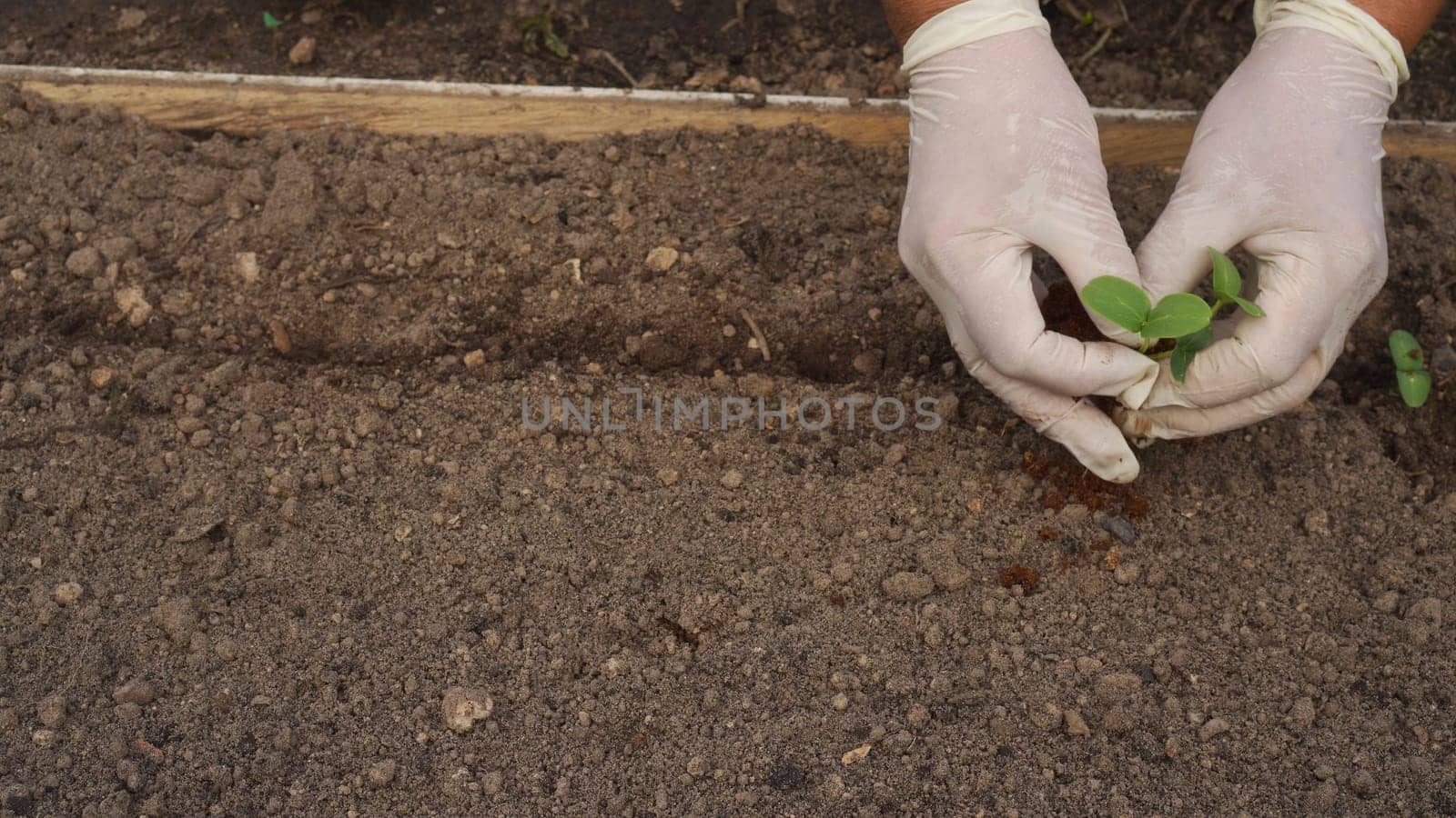 Hands of elderly woman in rubber gloves plant to soil seedlings of cucumbers germinated in container in sawdust in spring. Farming, growing crops, gardening, plant care