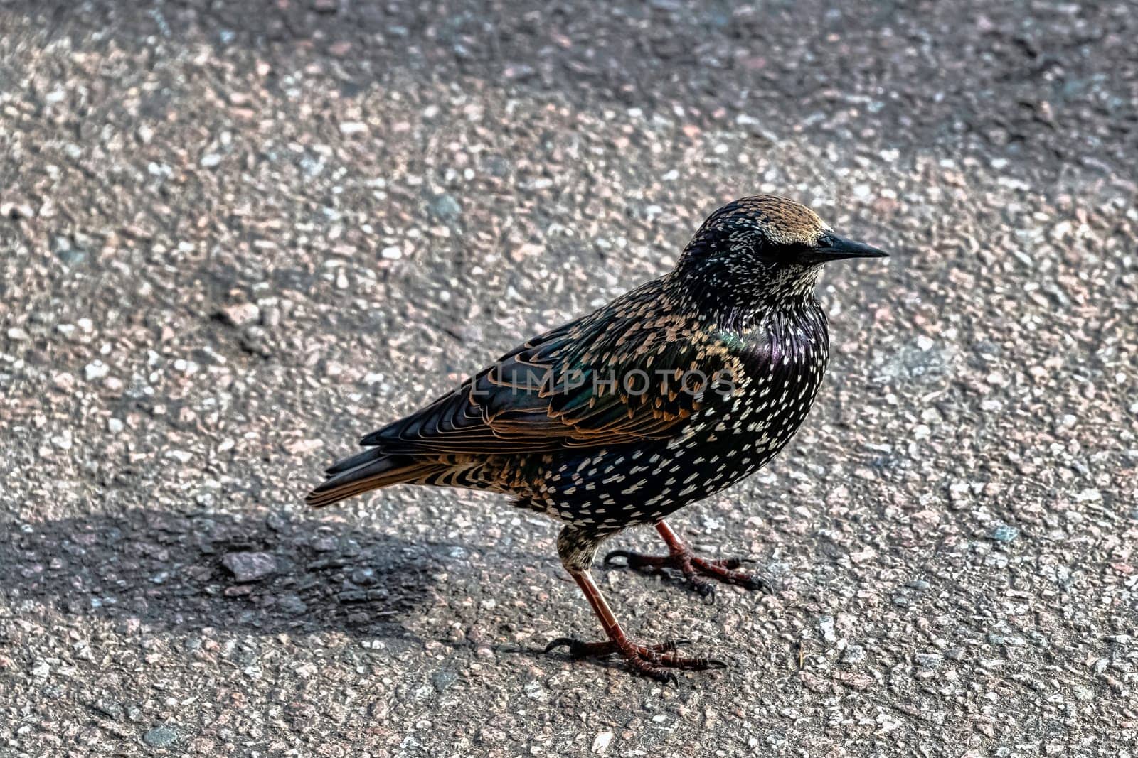 European or common starling (Sturnus vulgaris) in United Kingdom