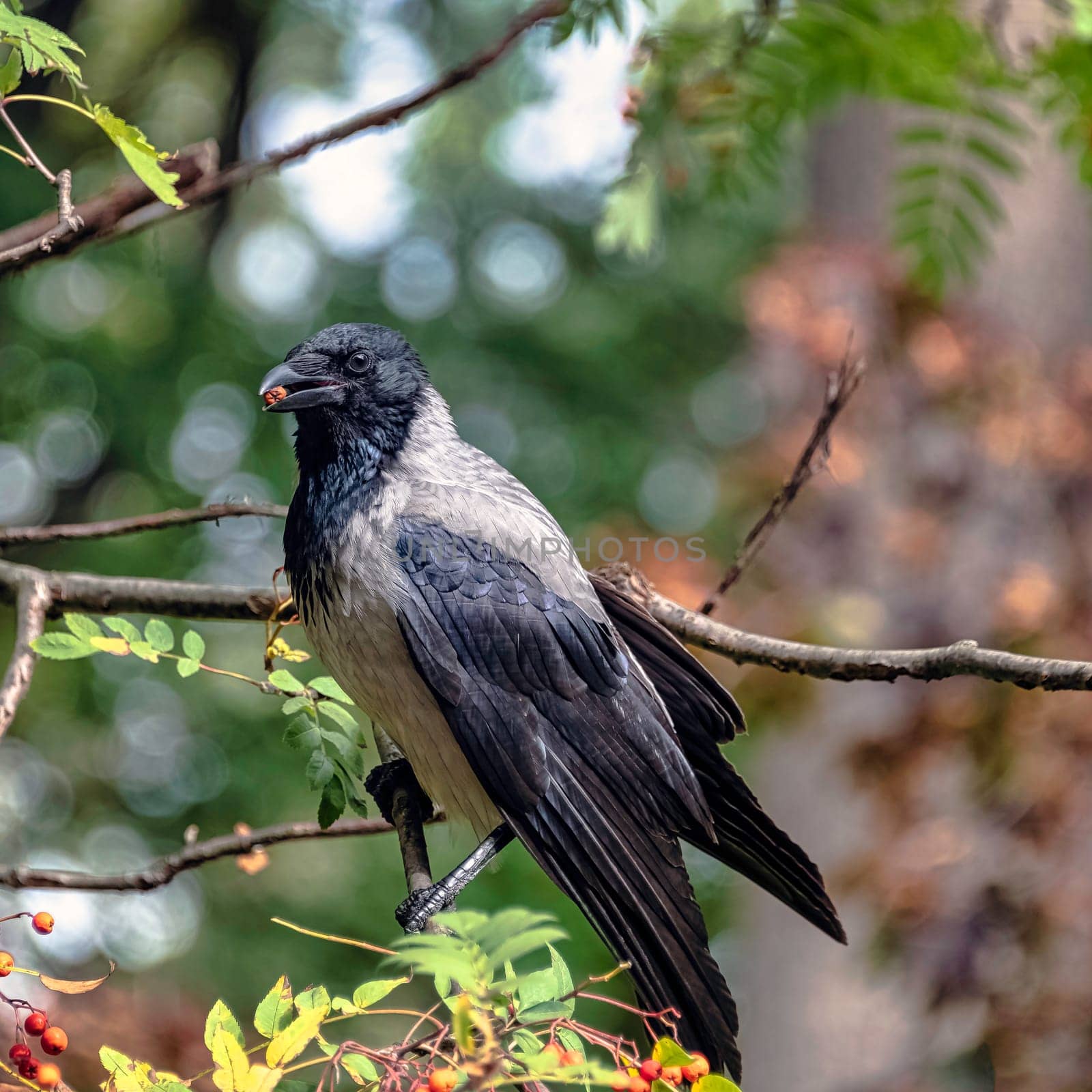 Hooded crow (Corvus cornix) also known as scald-crow or hoodie in Polish park - Warsaw, Poland