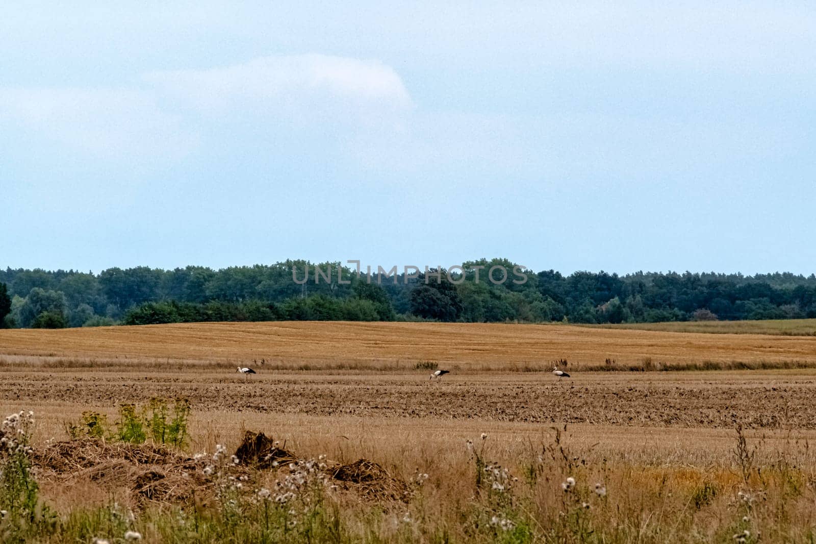 Three white storks (Ciconia ciconia) looking for a diner - Choczewo, Pomerania, Poland