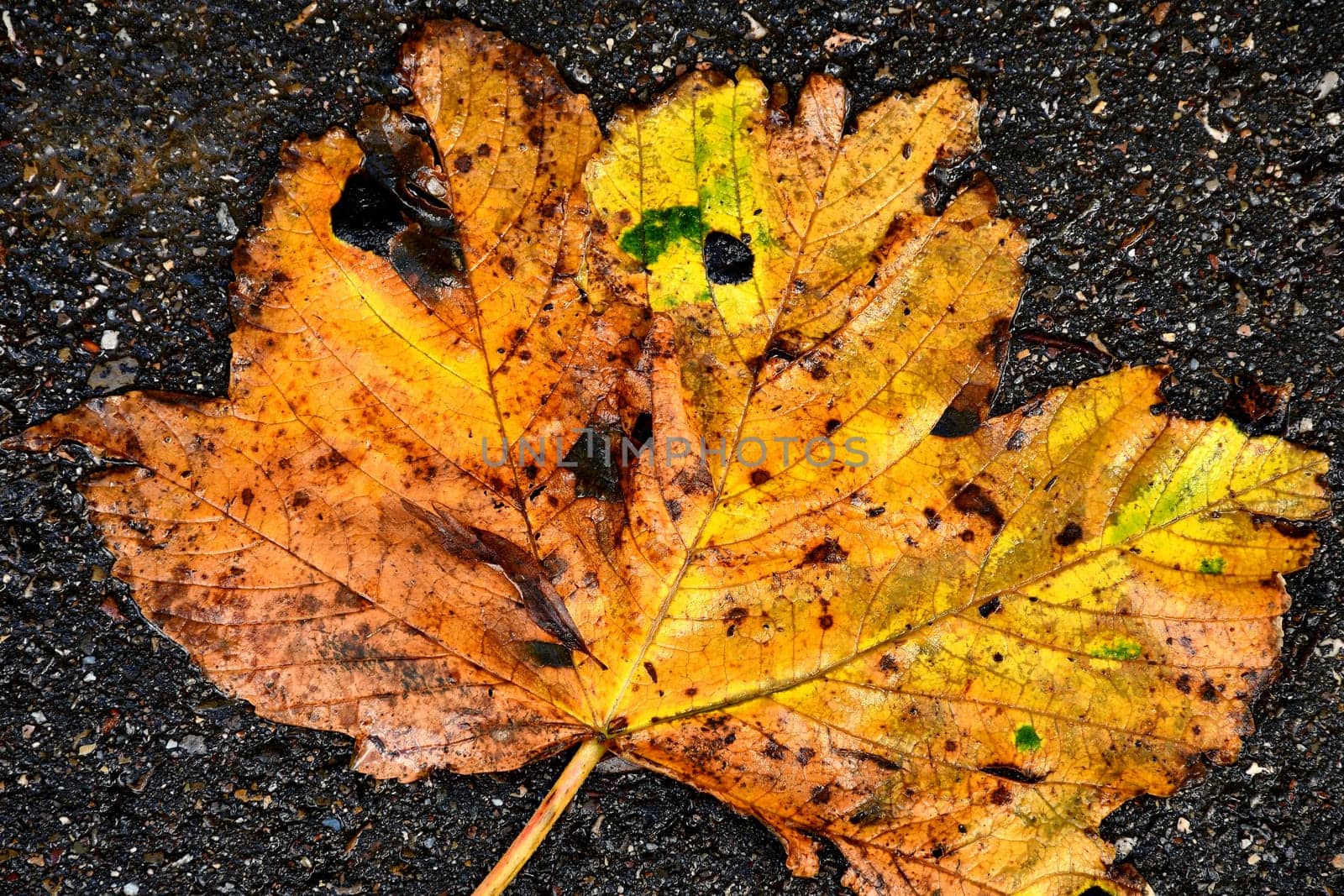 autumnal painted maple leaf on a steet floor