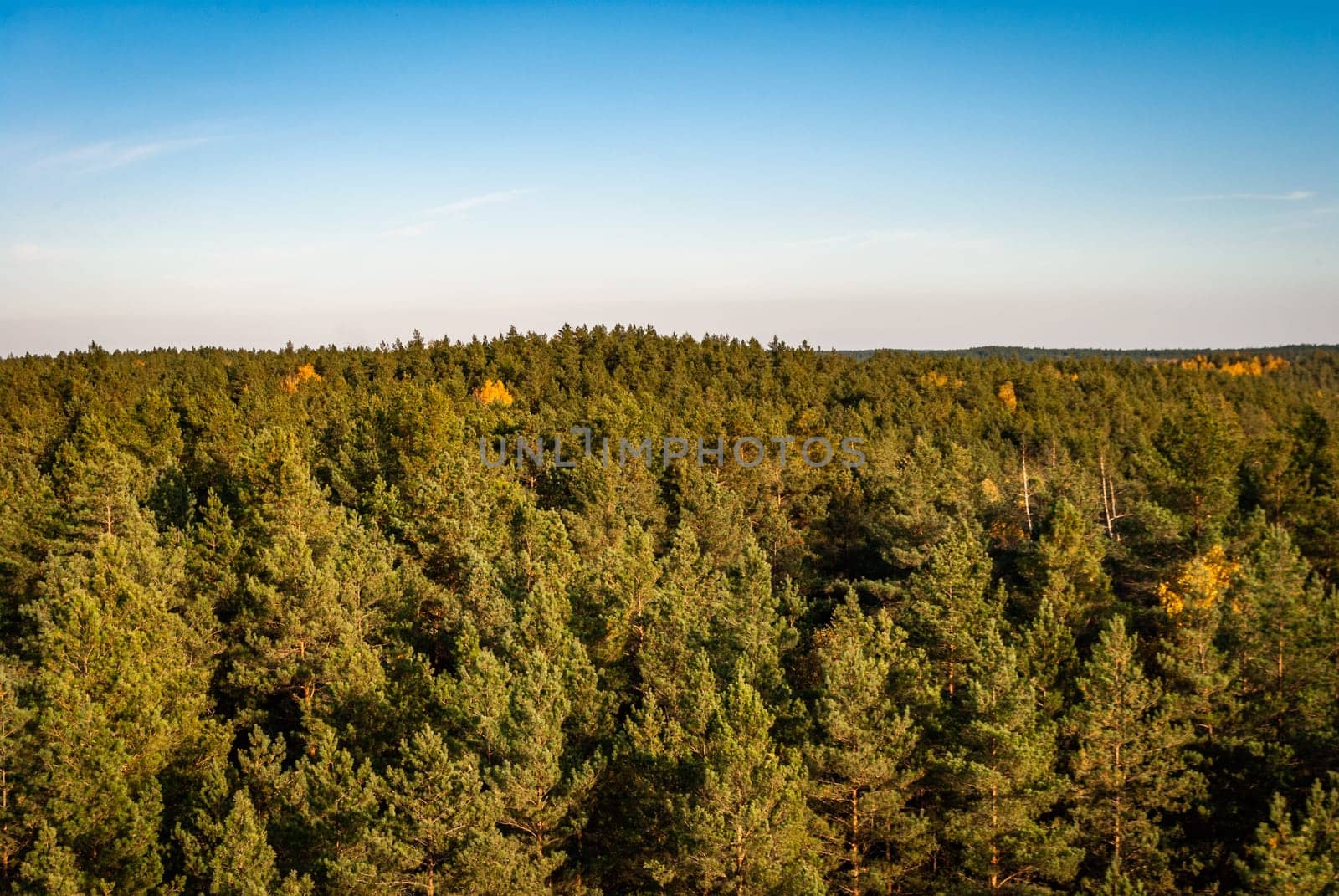 Coniferous pine forest from a bird's eye view against the background of a clear cloudless blue sky.