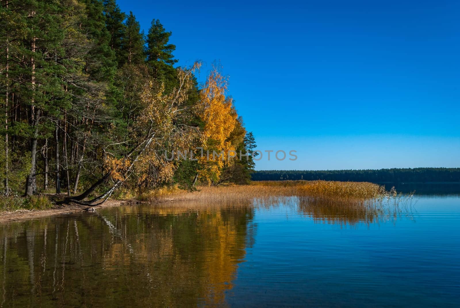 Autumn trees are reflected in the blue surface of Lake Baltieji Lakajai in Labanoras Regional Park, Lithuania.