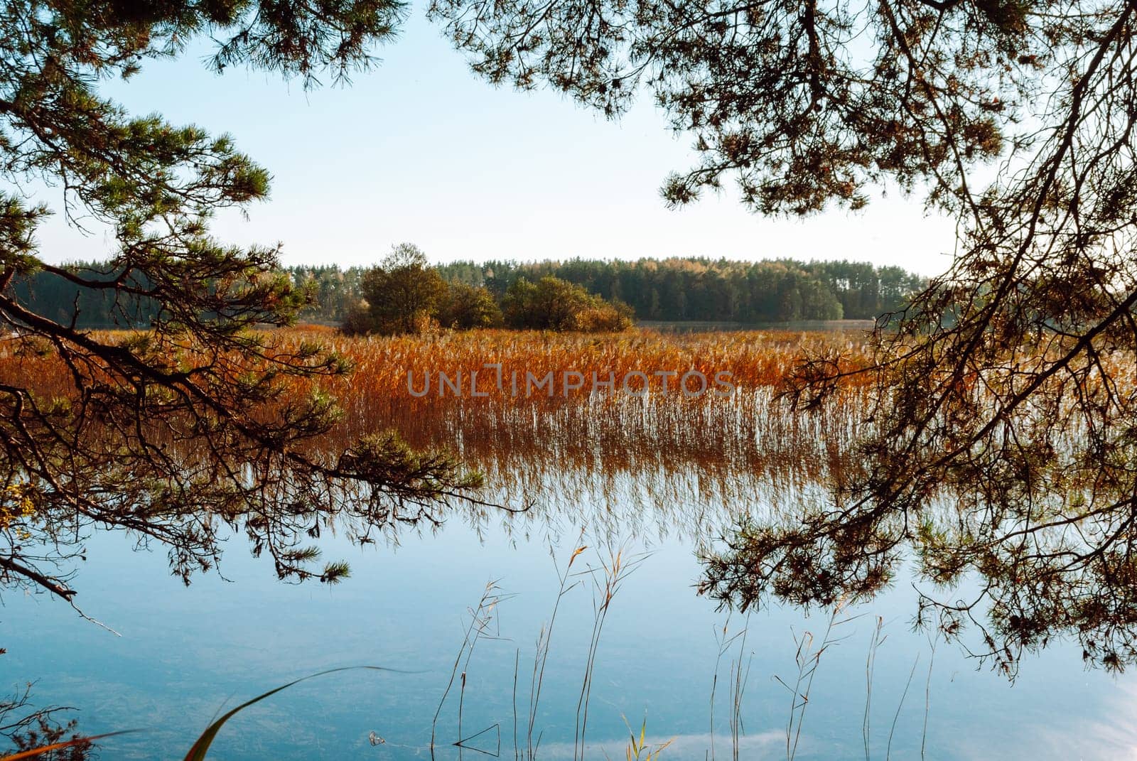 The blue surface of the lake and reeds framed by pine branches on Lake Baltieji Lakajai in Labanoras Regional Park, Lithuania.