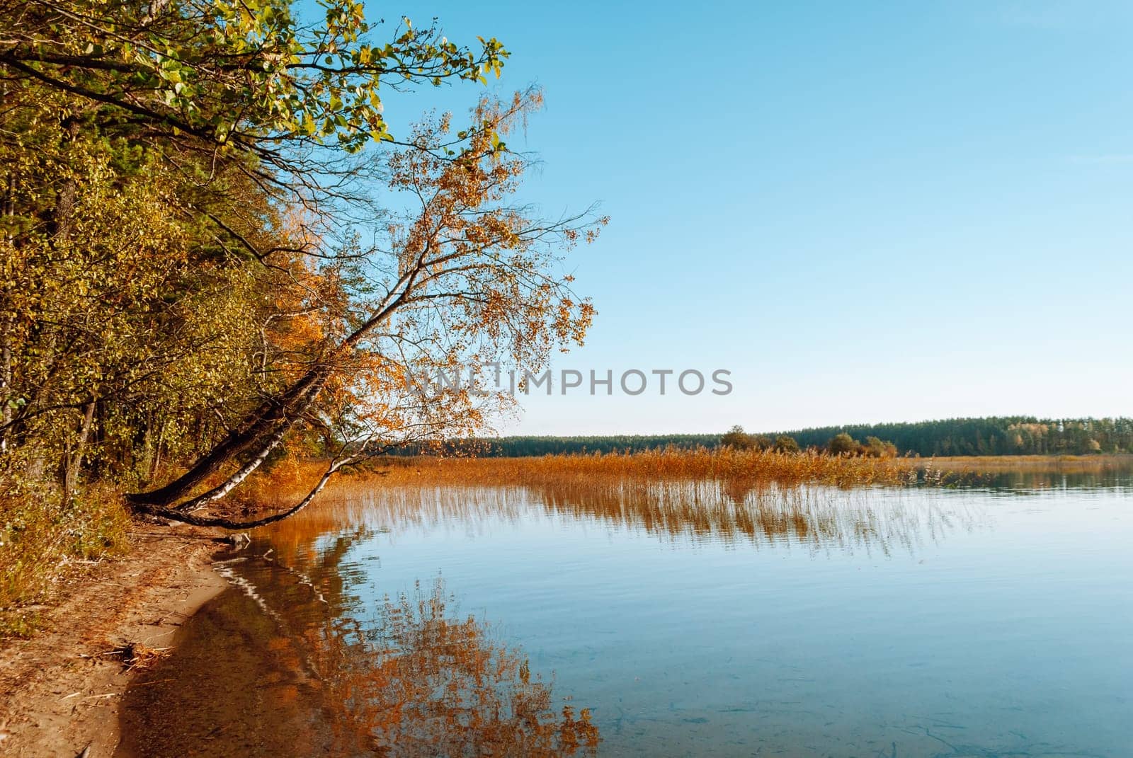 Scenic views of Lake Baltieji Lakajai in Labanoras Regional Park, Lithuania. Trees bent overhang the surface of the water. Reeds grow in the distance