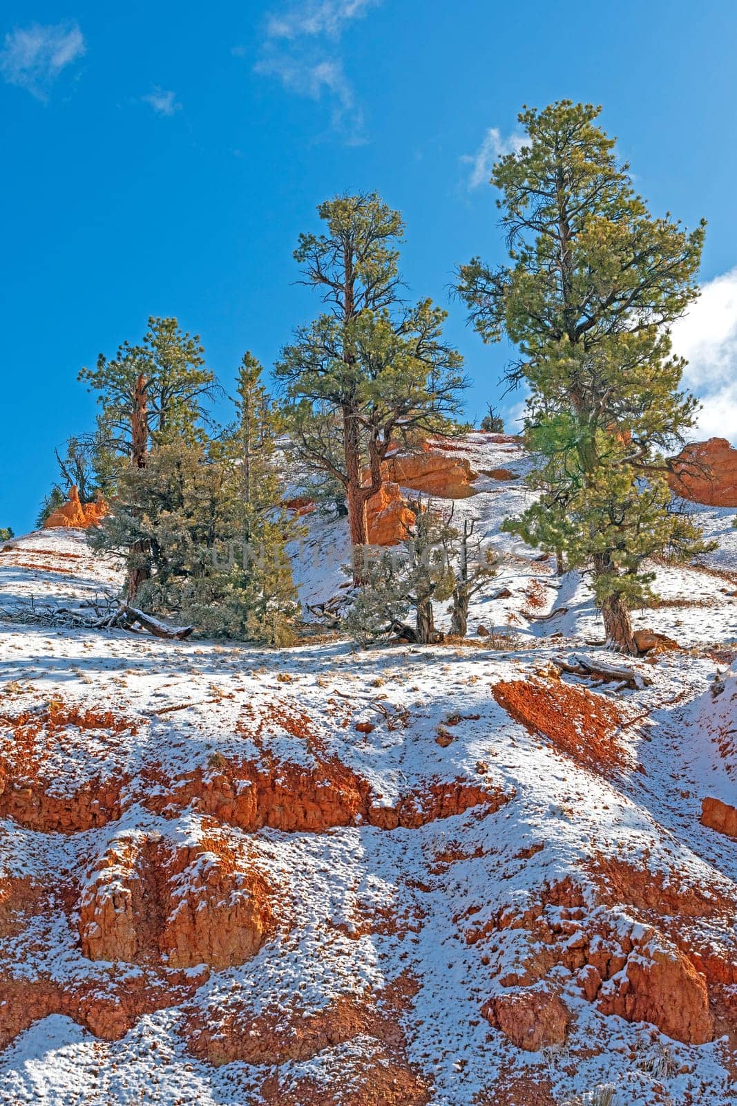 Spring Snow in a Red Canyon in the Red Canyon Wilderness in Utah