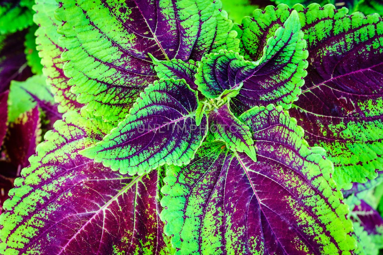 Close-up image of colorful coleus leaves in Arboretum in Lexington, Kentucky
