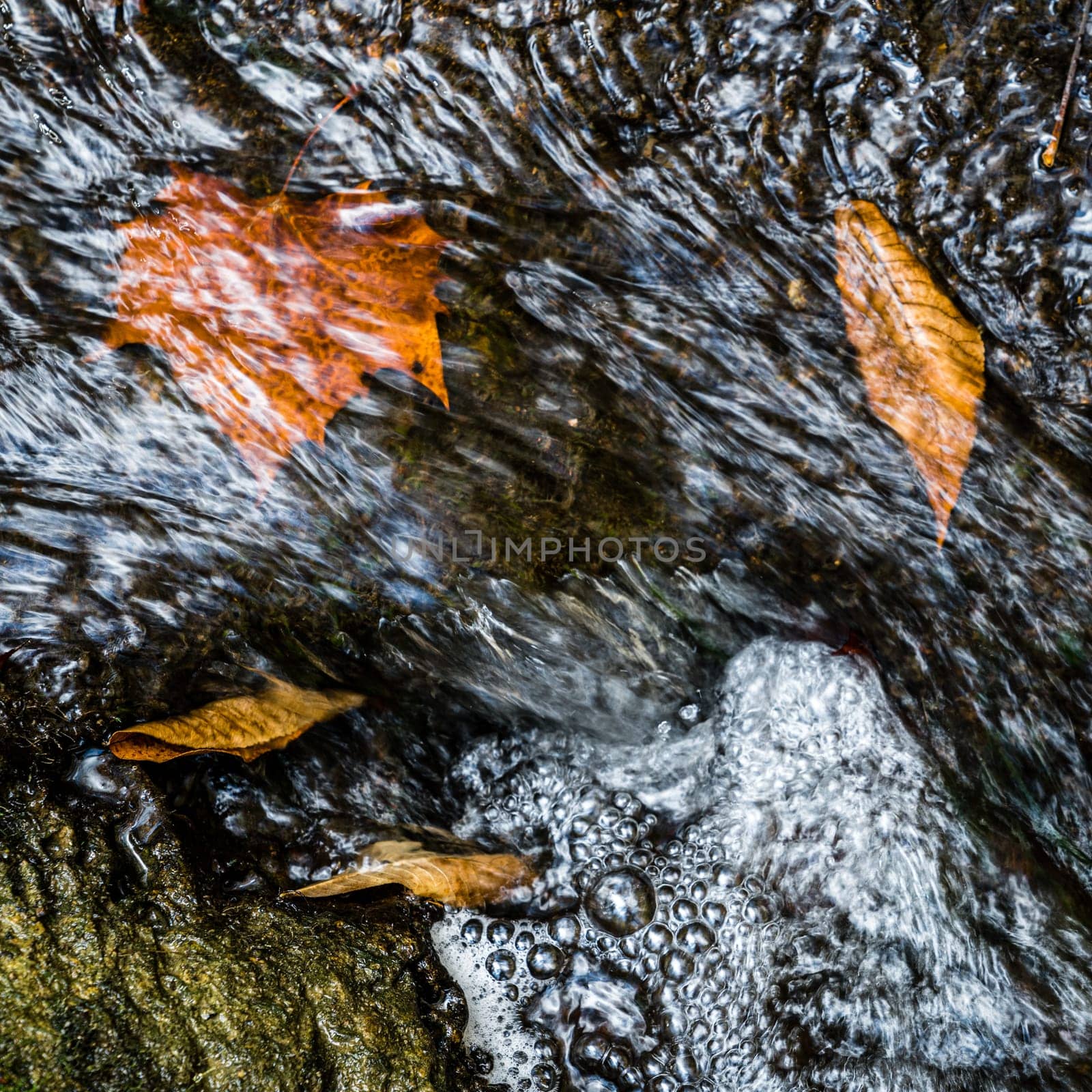 Fallen leaves under water in Raven Creek in Lexington, Kentucky