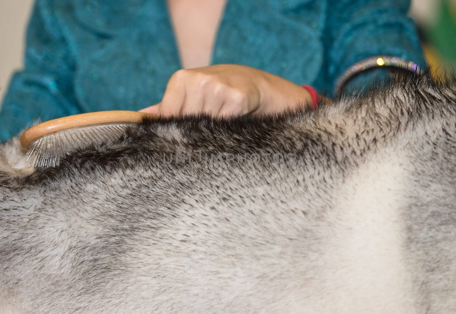 Woman vigorously brushing her dogs hair against the grain. Selective focus
