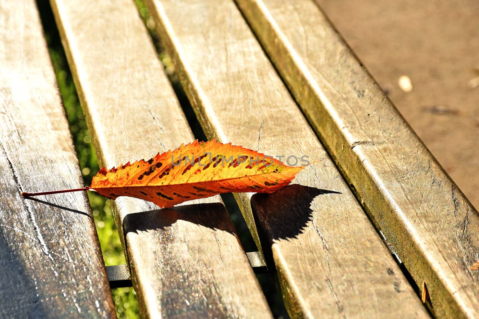 autumnal colored leaf on a park bench