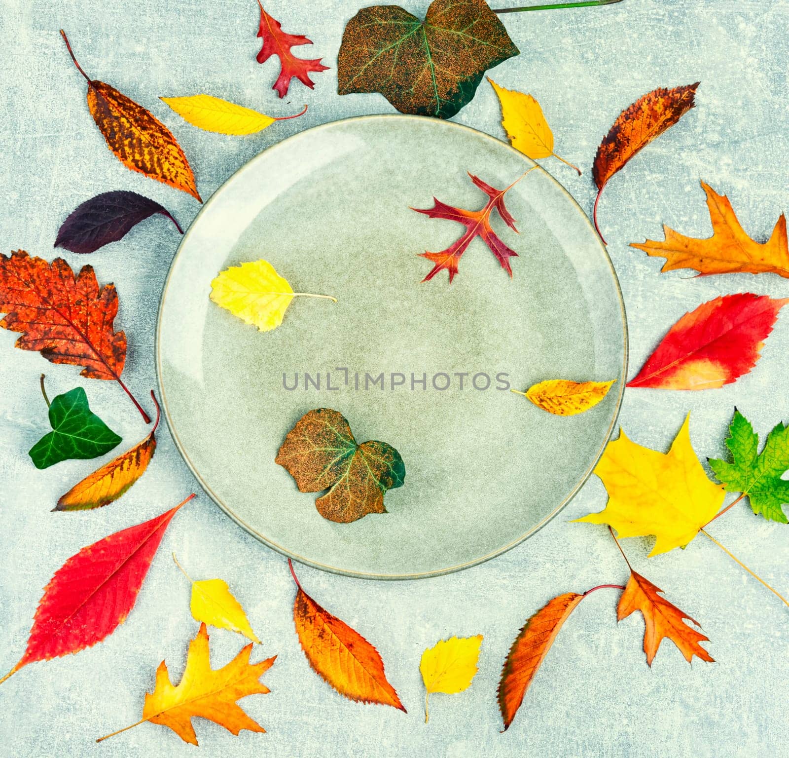 Fallen autumn leaves, herbarium on the plate