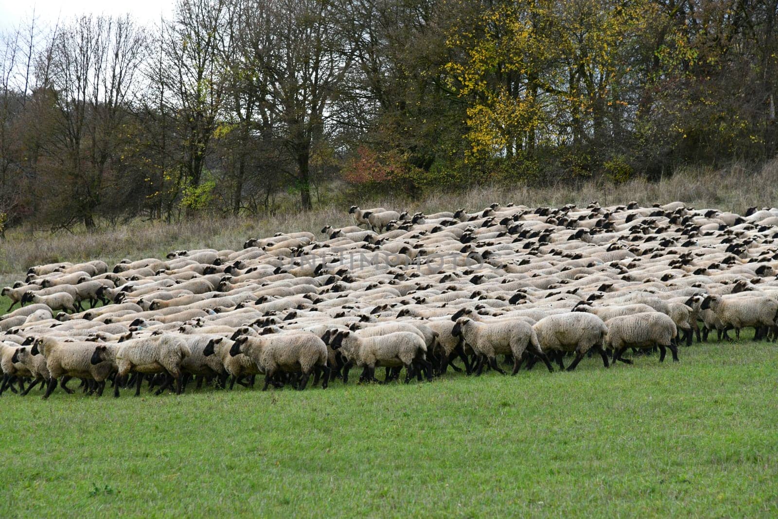 Rhön sheep on the pasture