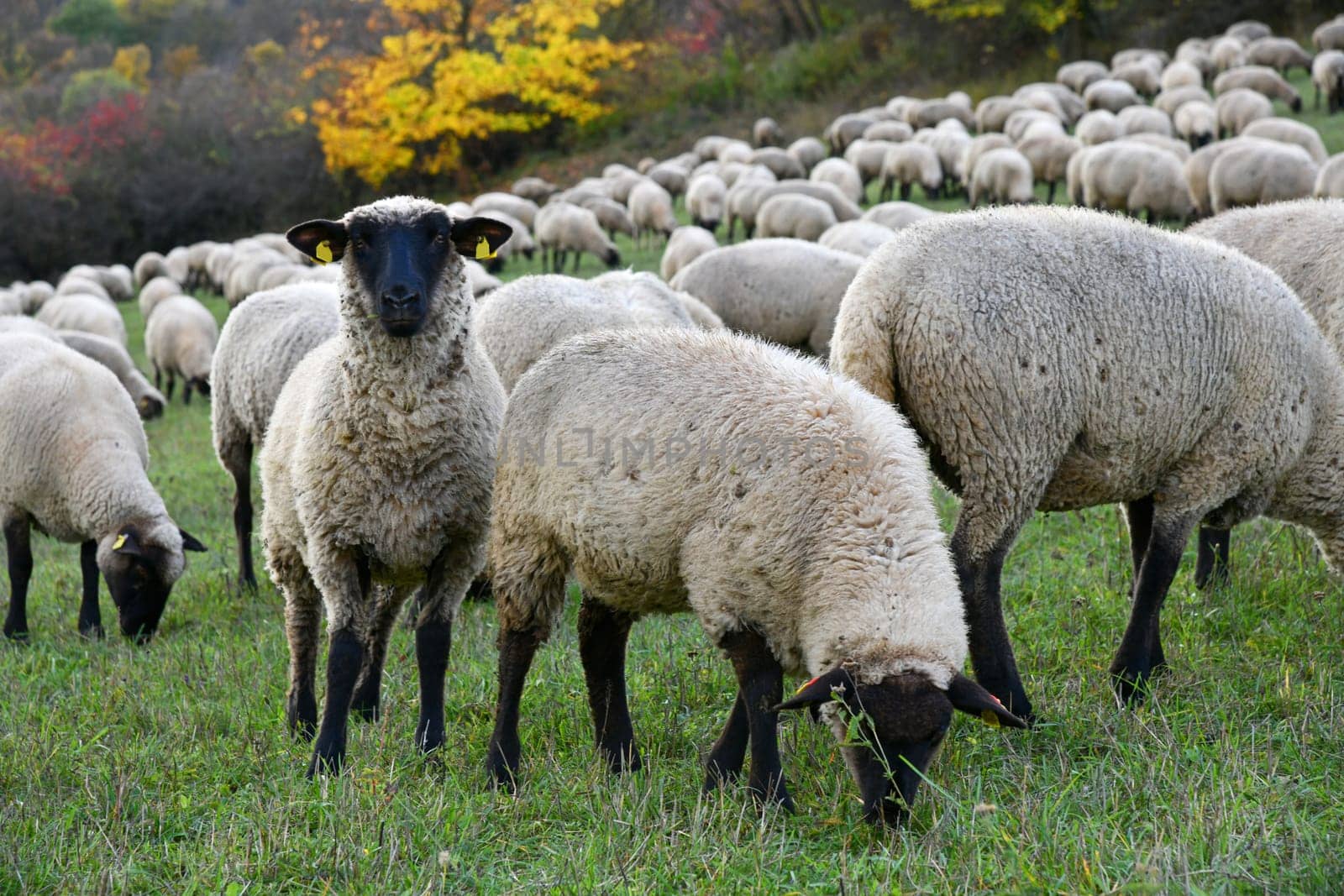 Rhön sheep on the pasture