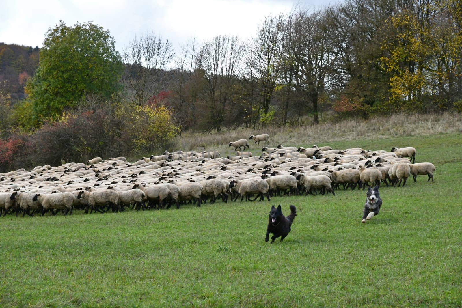 Rhön sheep on the pasture