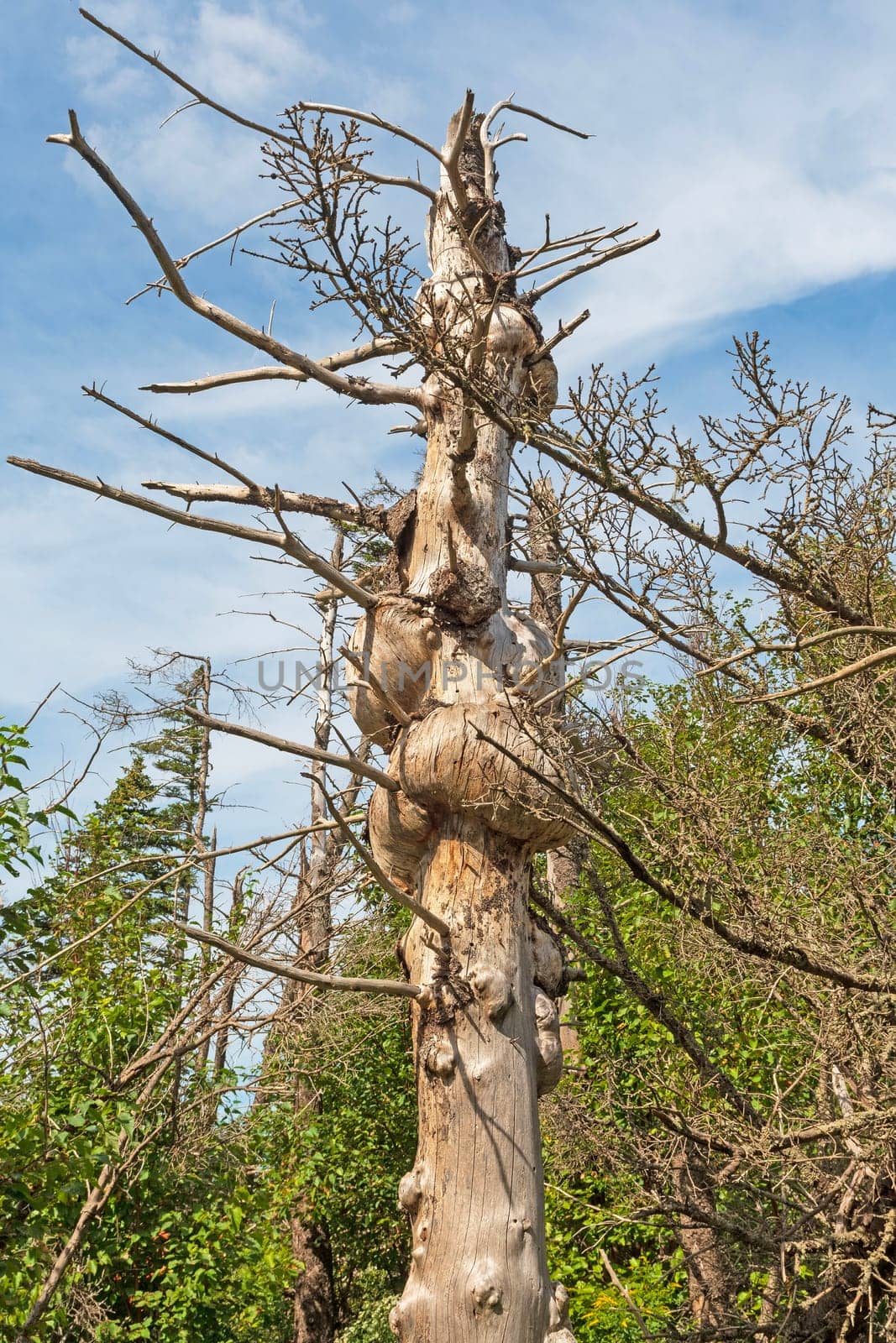Gnarled Tree Trunk on the Coast along the Bay of Fundy in Nova Scotia