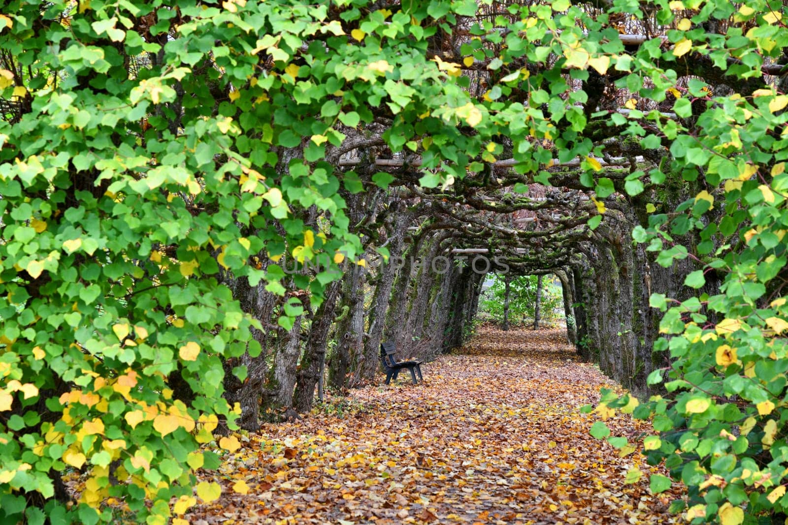 Linden arcarde in the park
