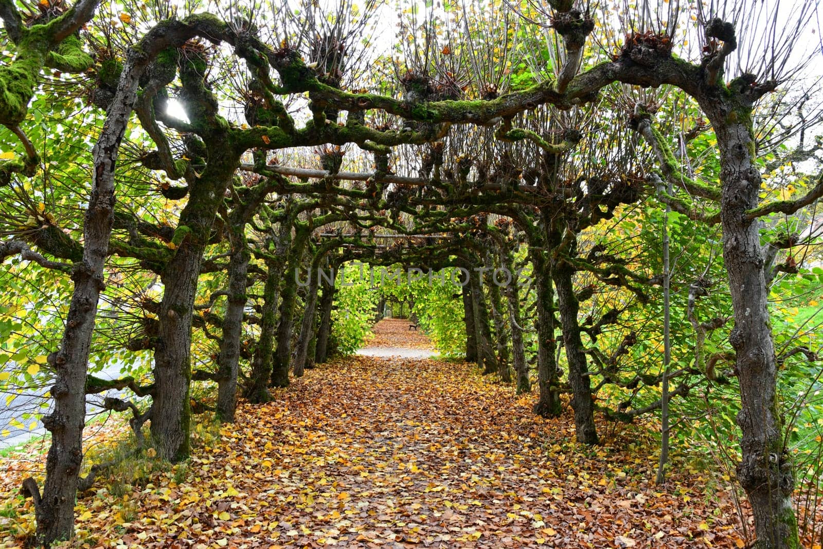 Linden arcarde in the park