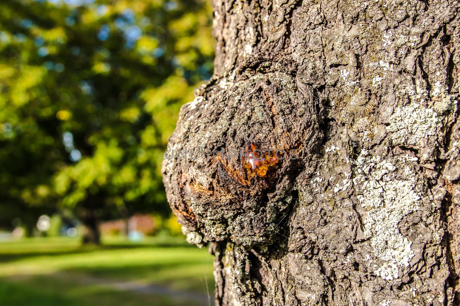 Tree Resin on a Tree Trunk with defocused green background