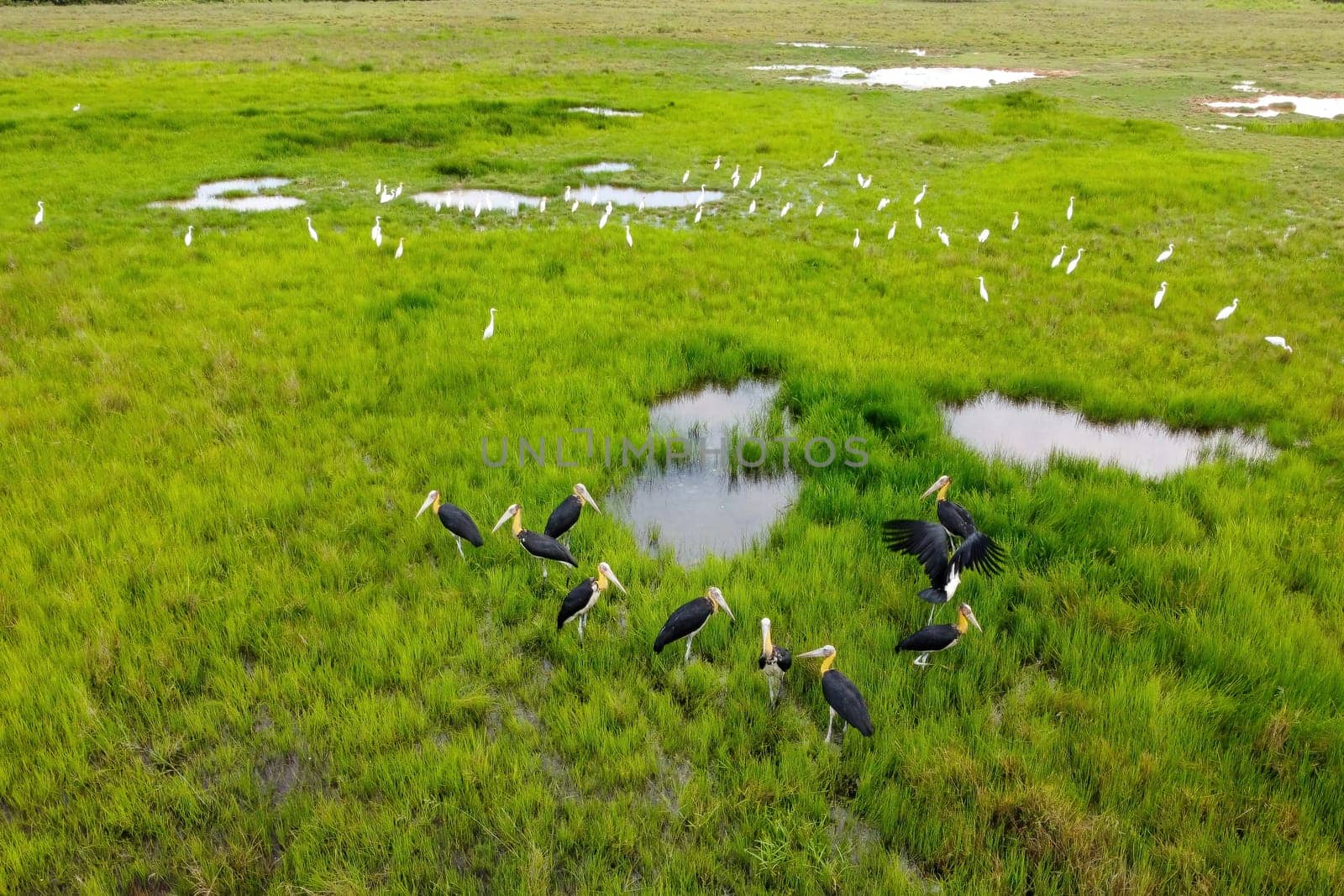 Group of lesser adjutant stork bird and white egret birds rest at green field