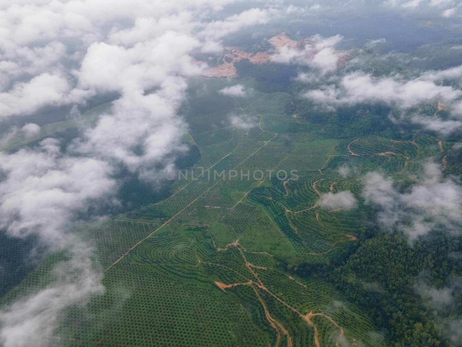 Aerial view young oil palm plantation in low cloud morning