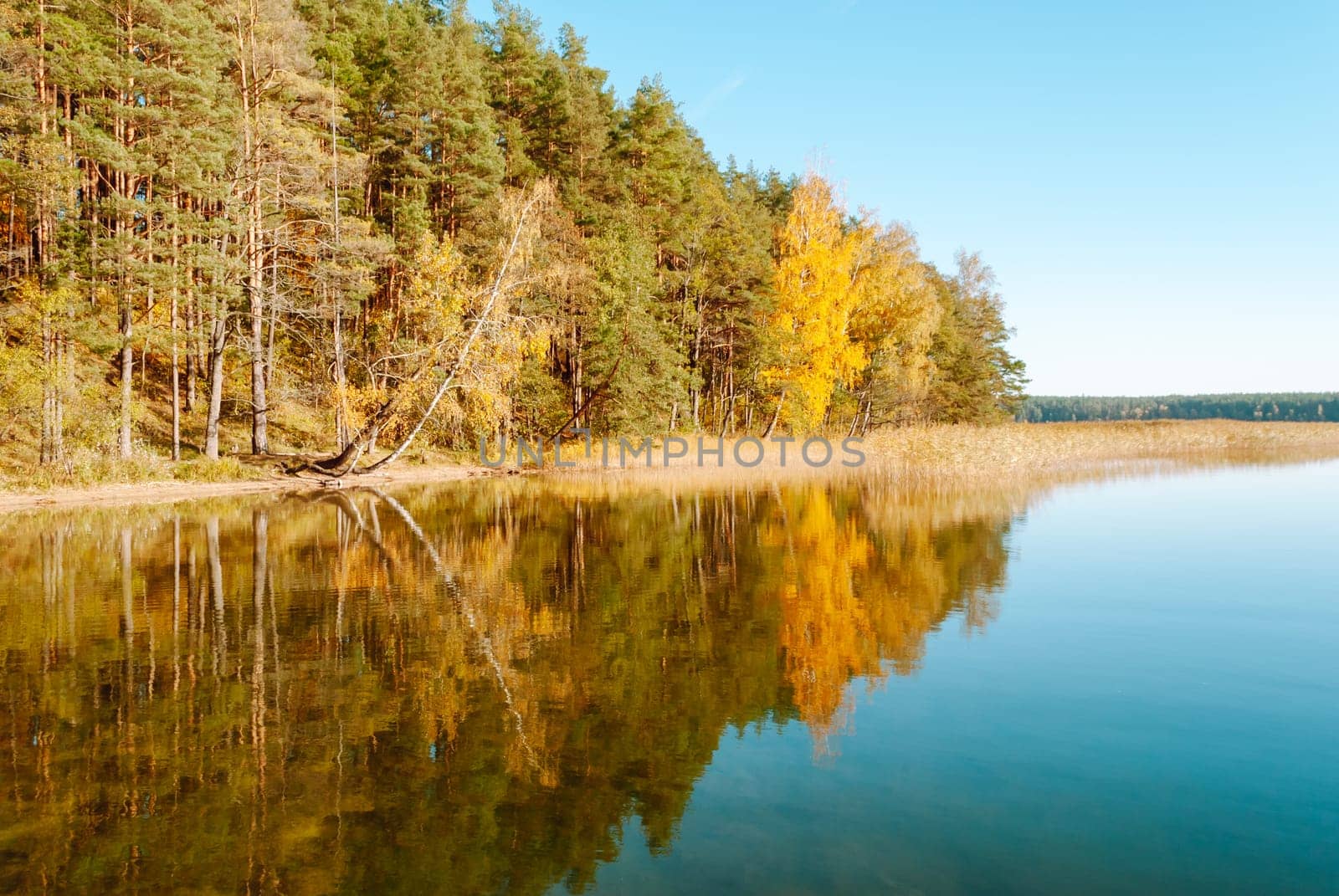 The autumn forest against the background of a bright sky is symmetrically reflected in the water of Lake Baltieji Lakajai in Labanoras Regional Park, Lithuania.