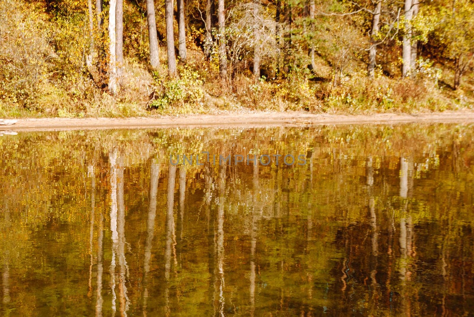 The trunks of autumn trees are reflected in the water of Lake Baltieji Lakajai in Labanoras Regional Park, Lithuania.