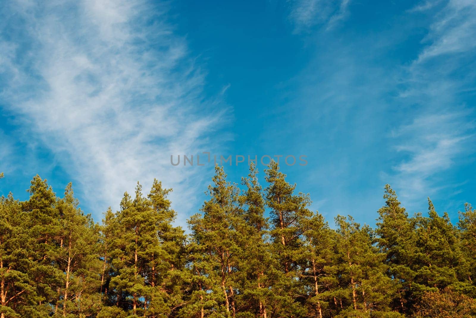 Blue sky and white clouds over the crowns of pine trees. A vaulted space for text and design