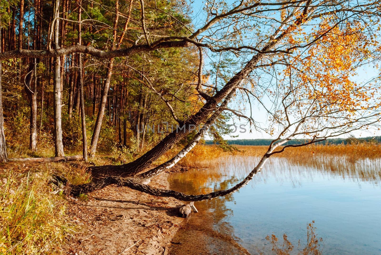 Tree trunks hang over the surface of the water of Lake Baltieji Lakajai in Labanoras Regional Park, Lithuania. Picturesque autumn landscape.