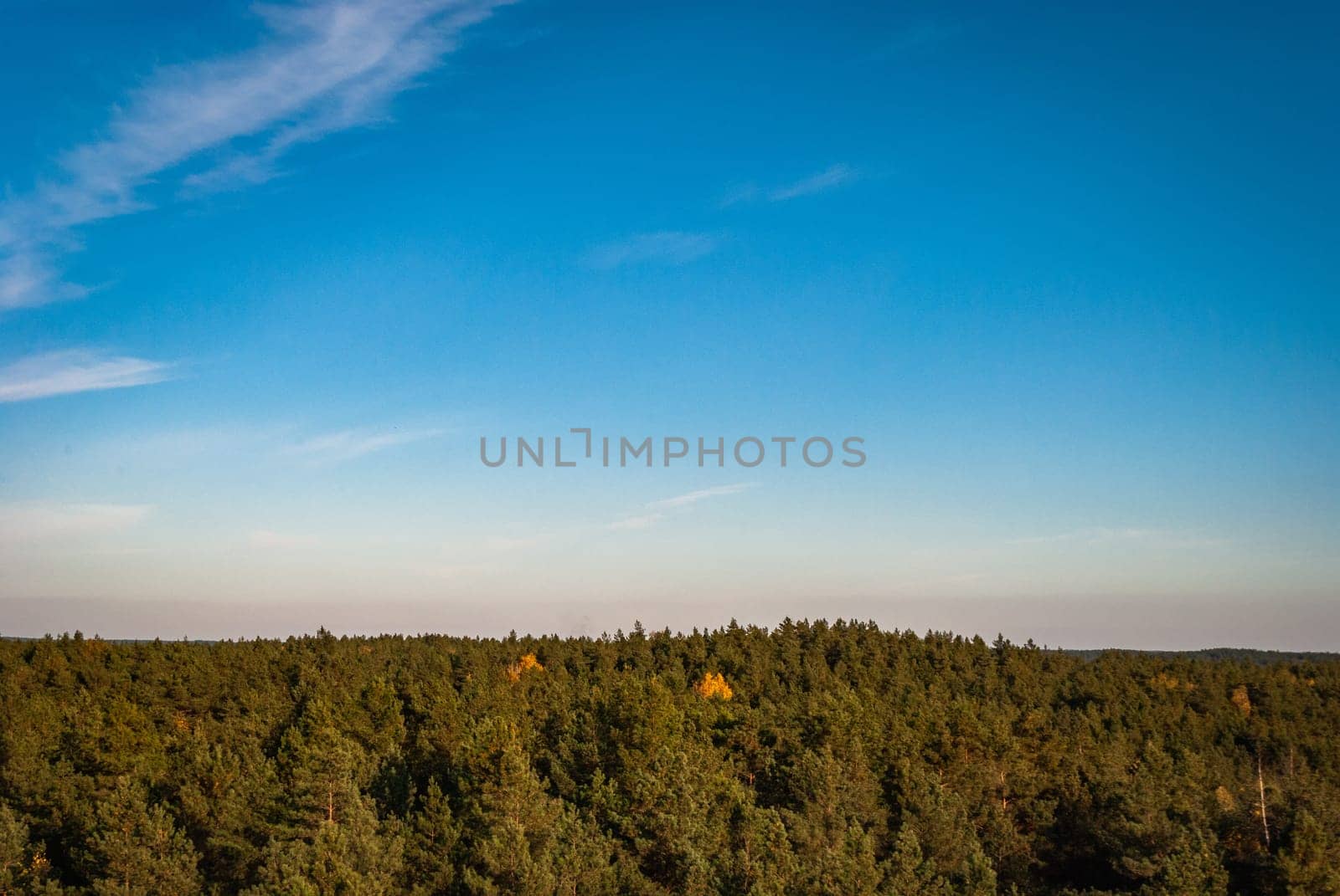 The tops of coniferous trees against a blue sky with sparse clouds from a bird's eye view.