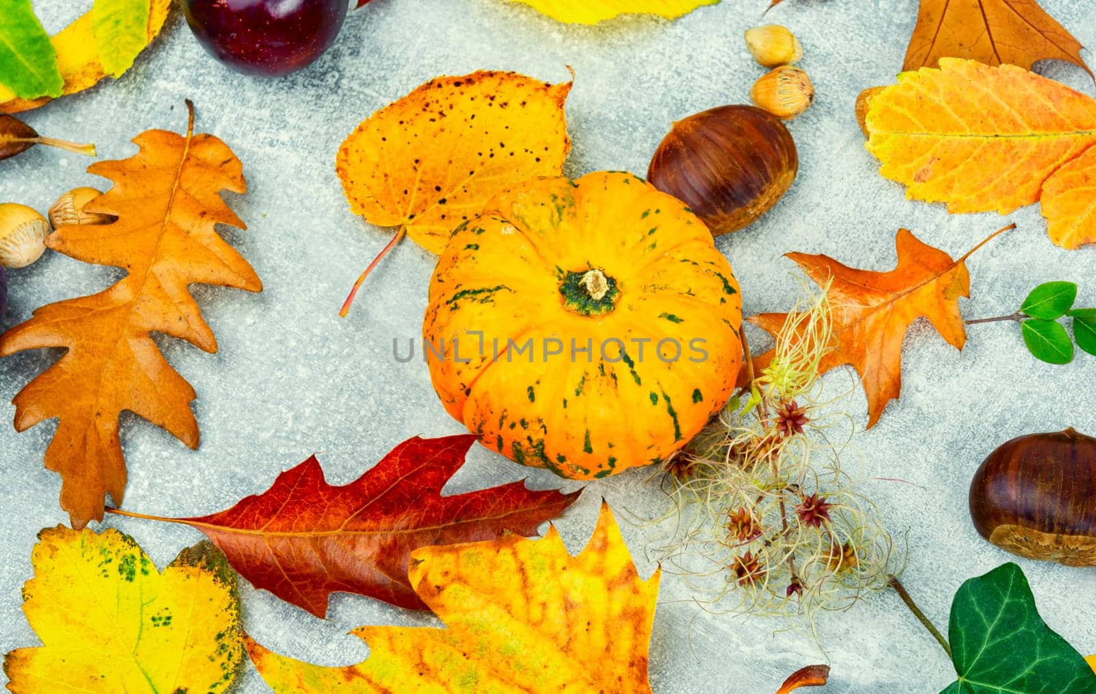 Fallen autumn leaves, herbarium. Colorful autumn leaves
