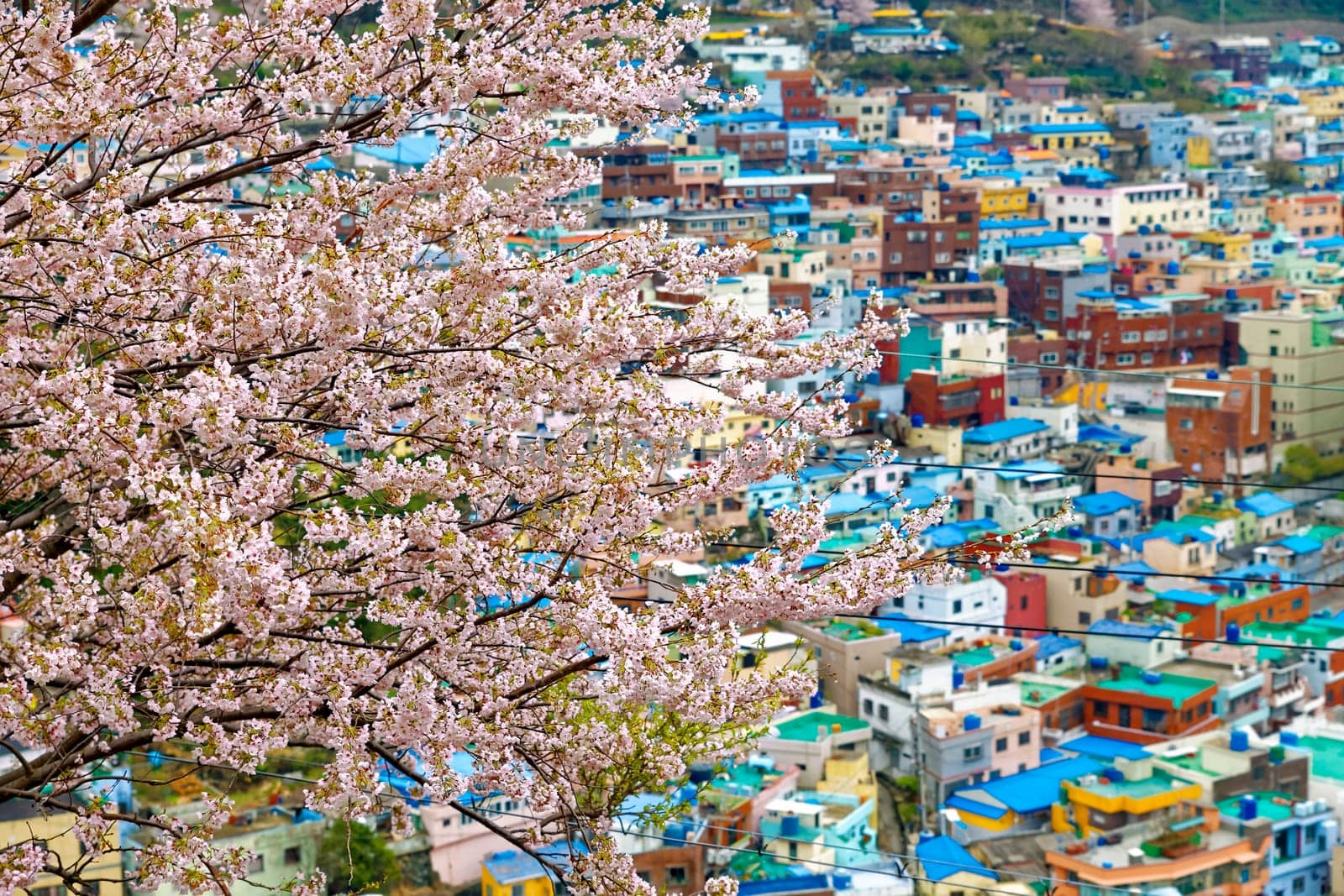 Sakura tree at Gamcheon Culture Village, Busan, South Korea.