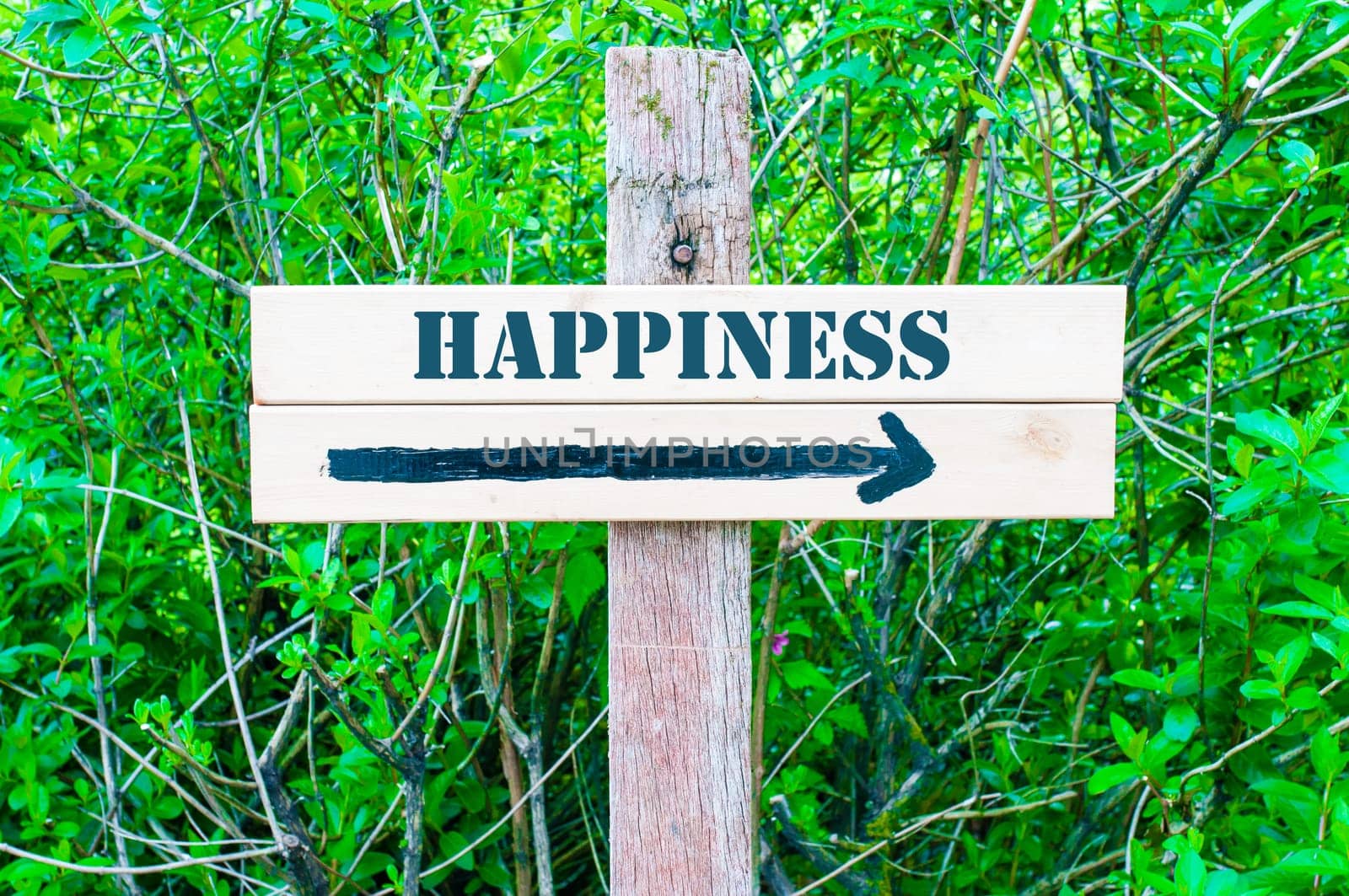 HAPPINESS written on Directional wooden sign with arrow pointing to the right against green leaves background. Concept image with available copy space