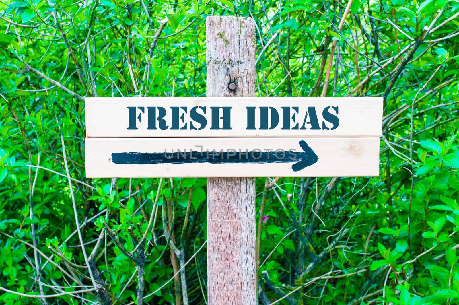 FRESH IDEAS written on Directional wooden sign with arrow pointing to the right against green leaves background. Concept image with available copy space