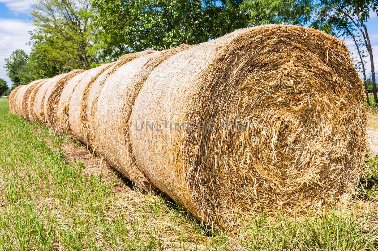 Hay bales in line drying in the sun