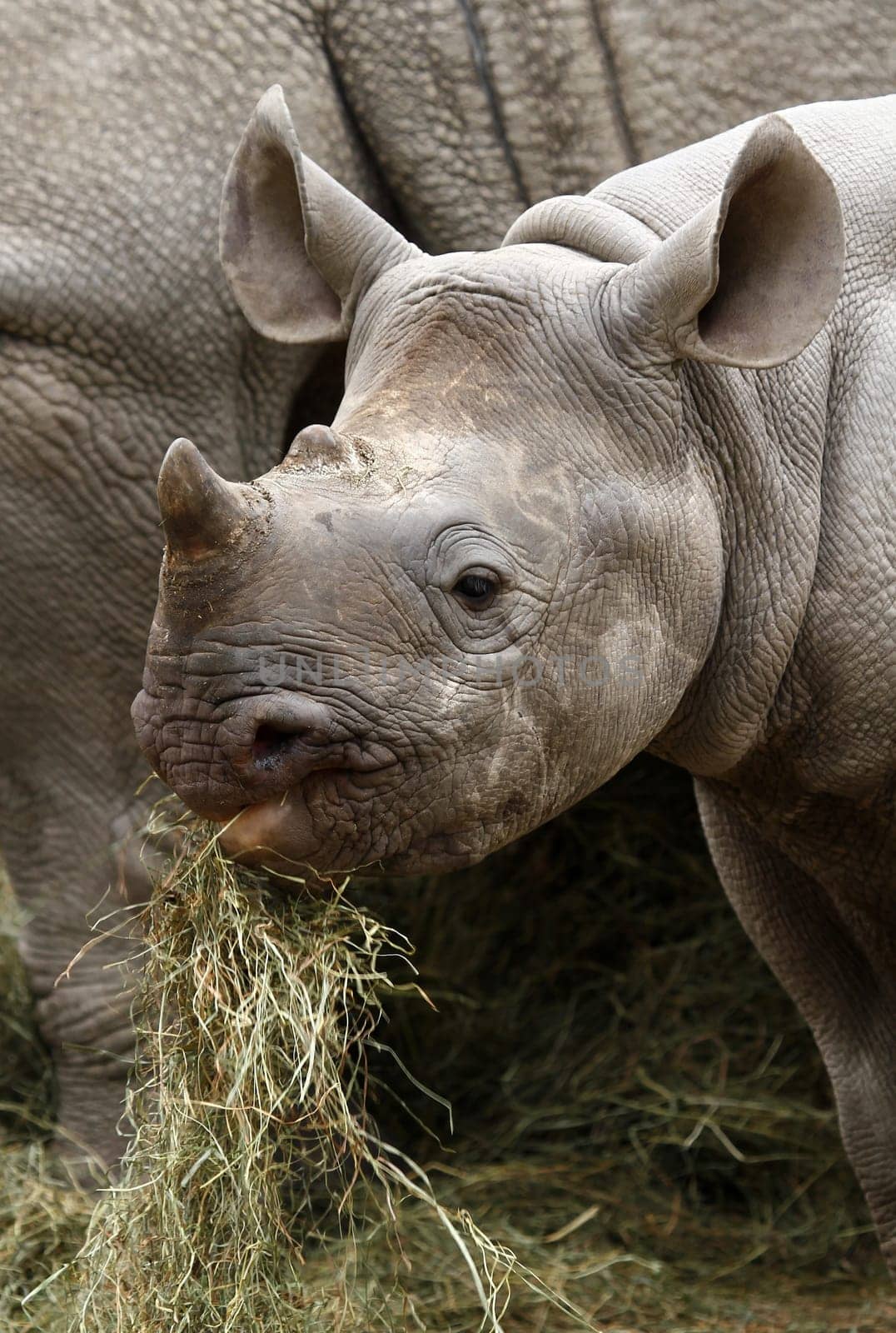 Young rhinoceros