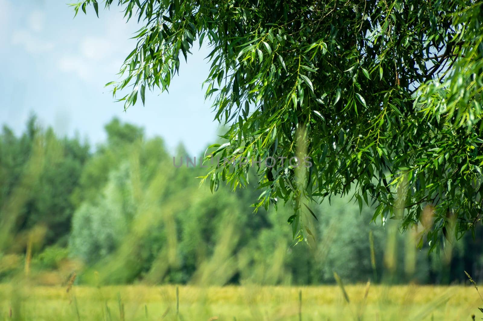 Fresh willow branches and a forest in the distance, Summer day