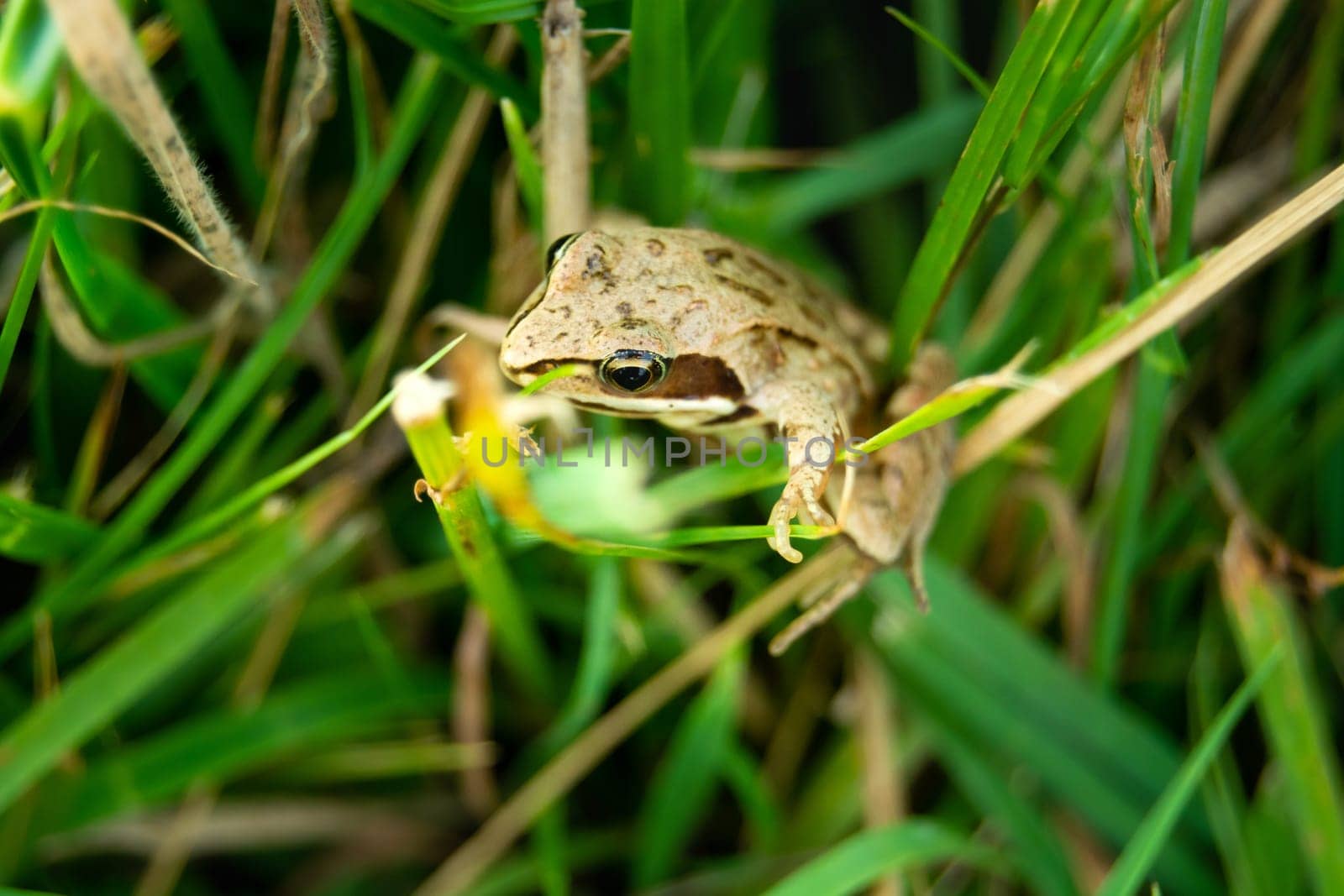 A brown frog in the green grass, summer view