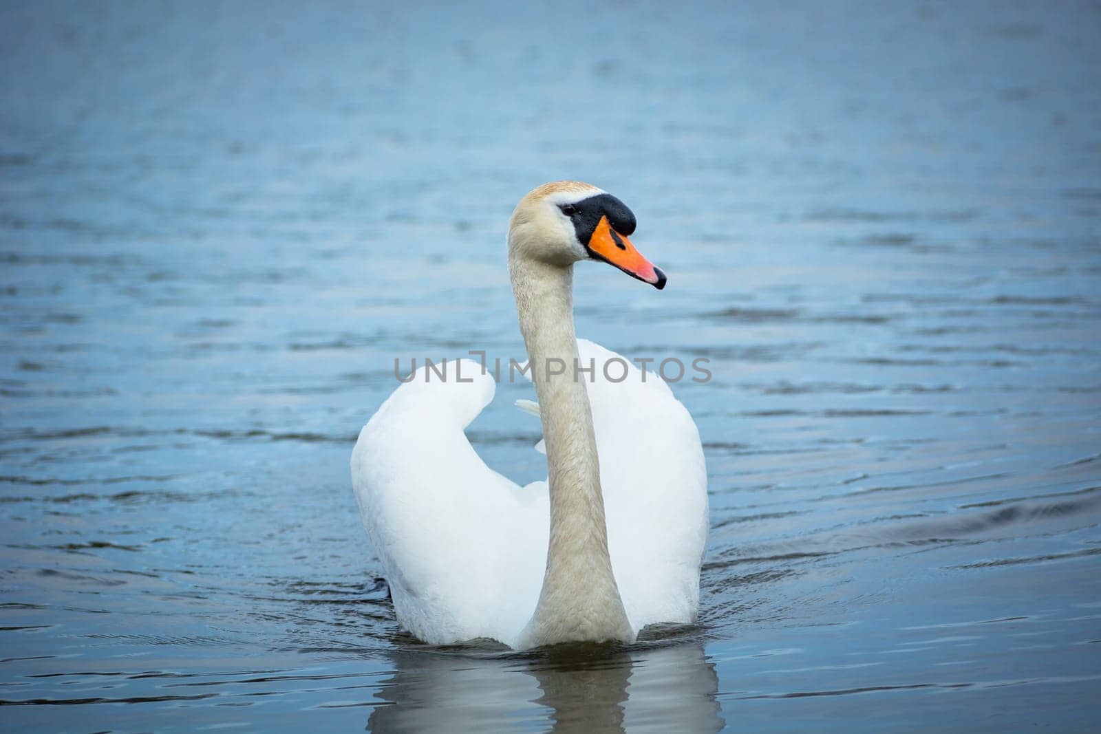 A white mute swan swimming in the water, spring day