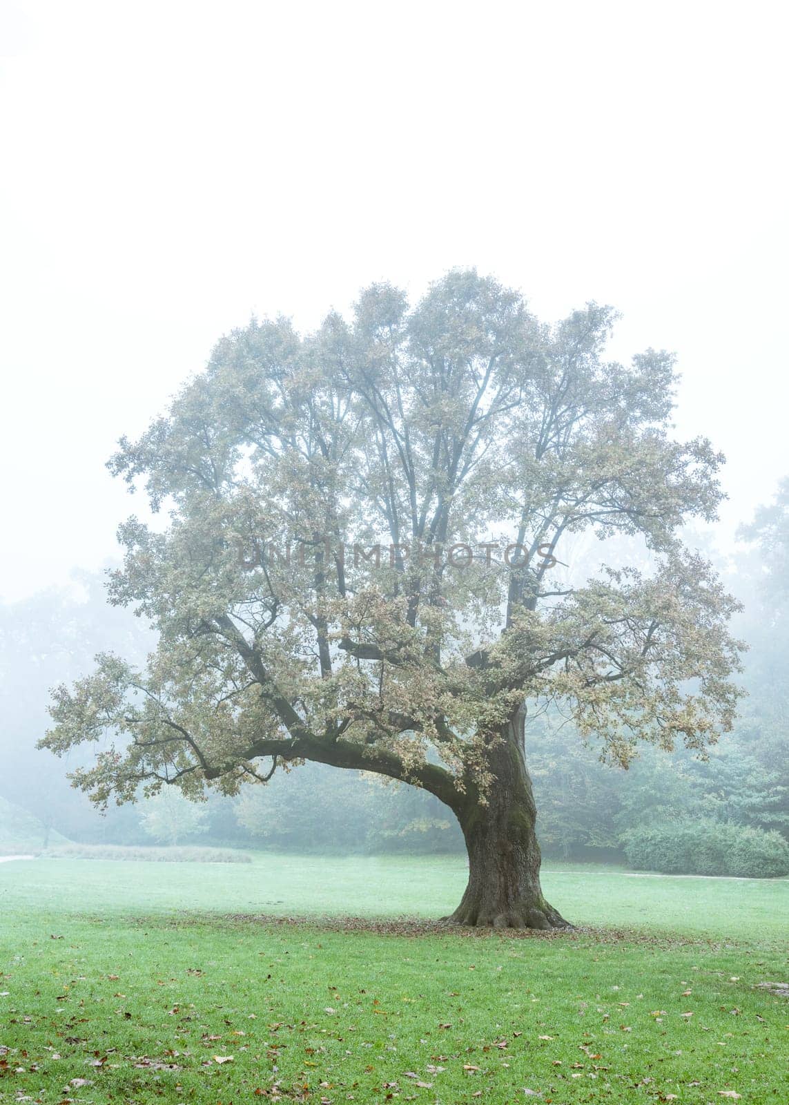 Autumn tree in Maksimir park, Zagreb, Croatia
