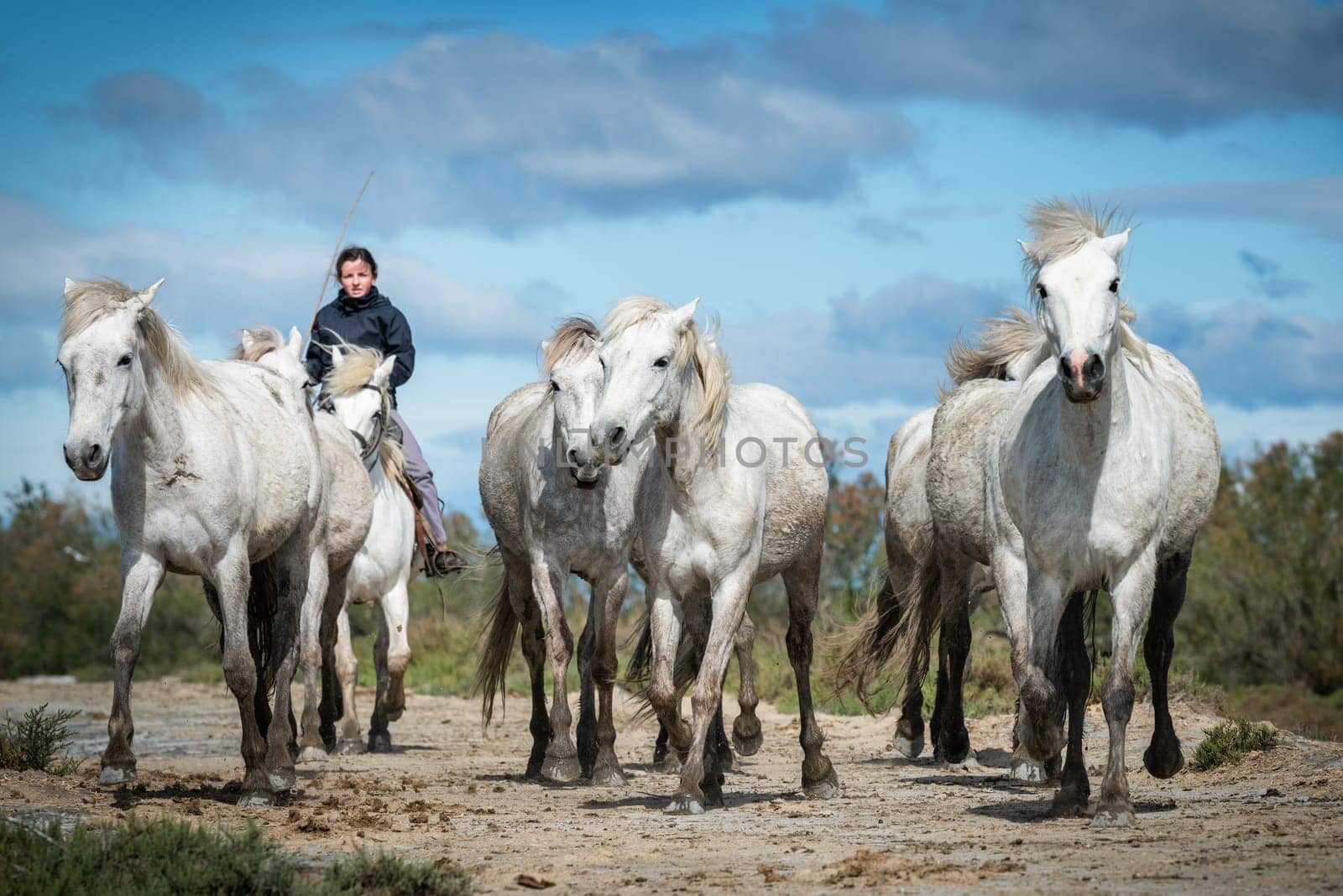 Camargue, France, April 27 2019 : White horses and two guardians are walking in the water all over in the swamp in Camargue, France..