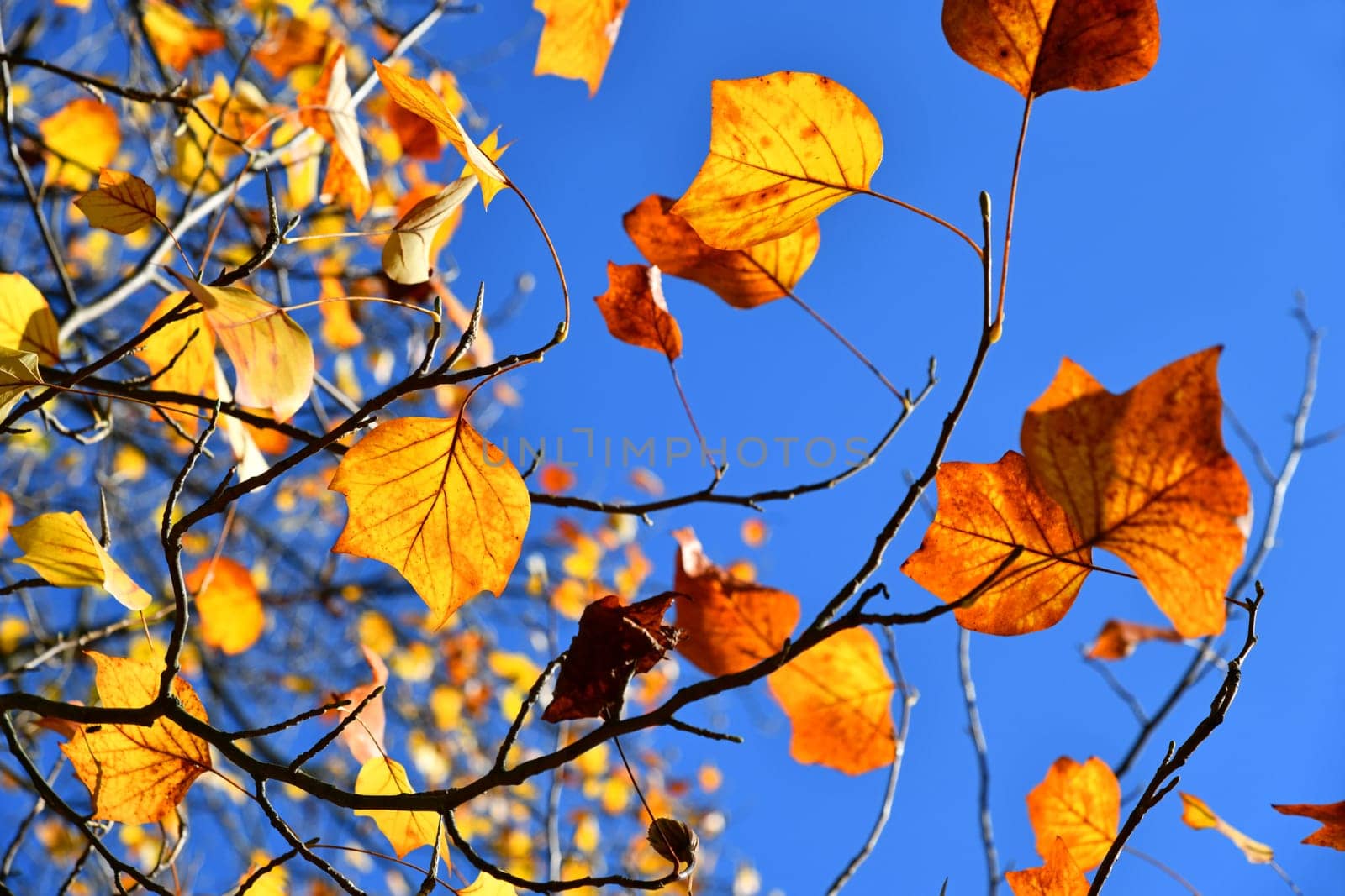 Autumn color of the tulip tree
