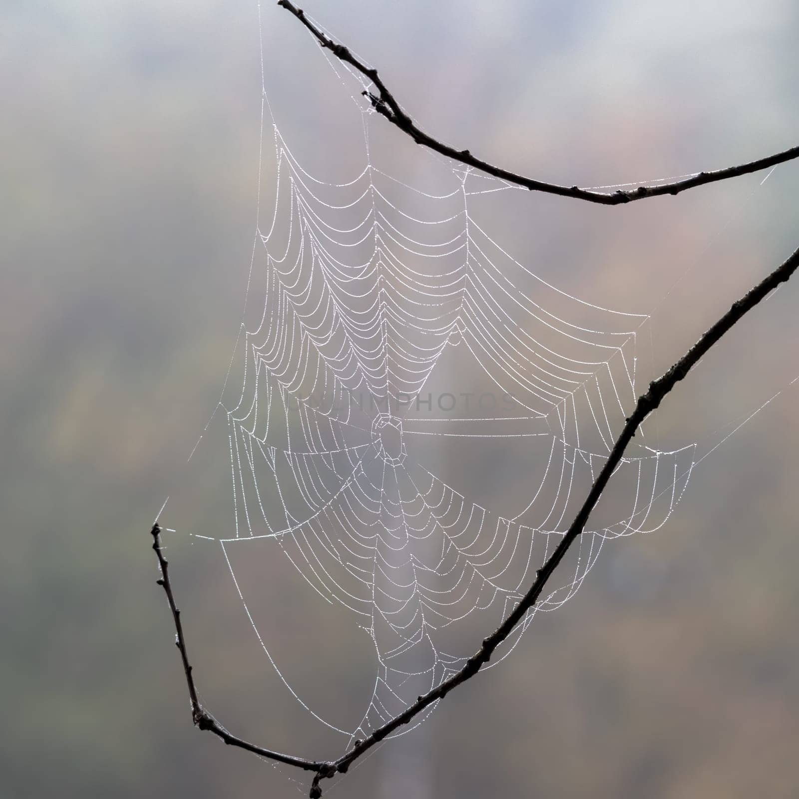 A view of a delicate cobweb between branches