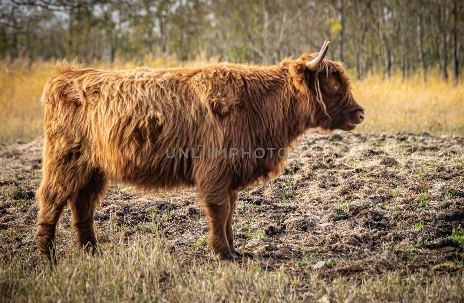 one brown Scottish Highland cattle in a pasture on the Cosim peninsula at Achtwasser (Usedom Island)